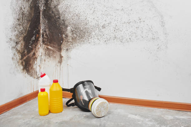 Best Kitchen Mold Remediation in Arlington, GA