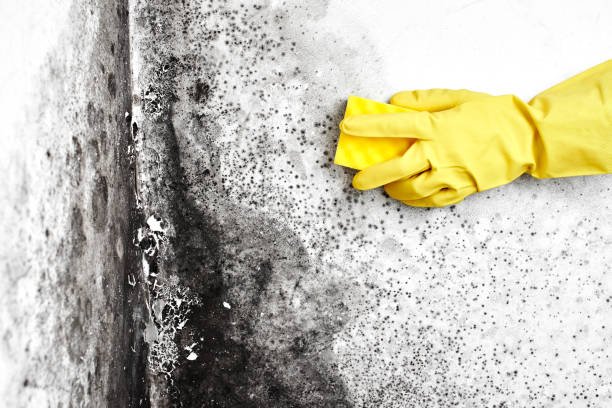 Best DIY Mold Remediation Support Services in Arlington, GA